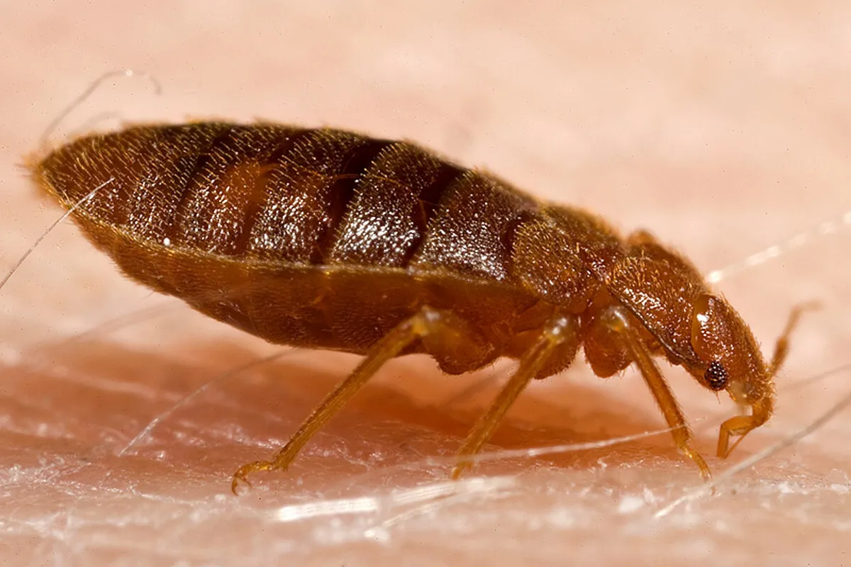 Bleiben morgens solche Spuren auf der Haut zurück? Werden Sie von diesen Insekten gebissen?