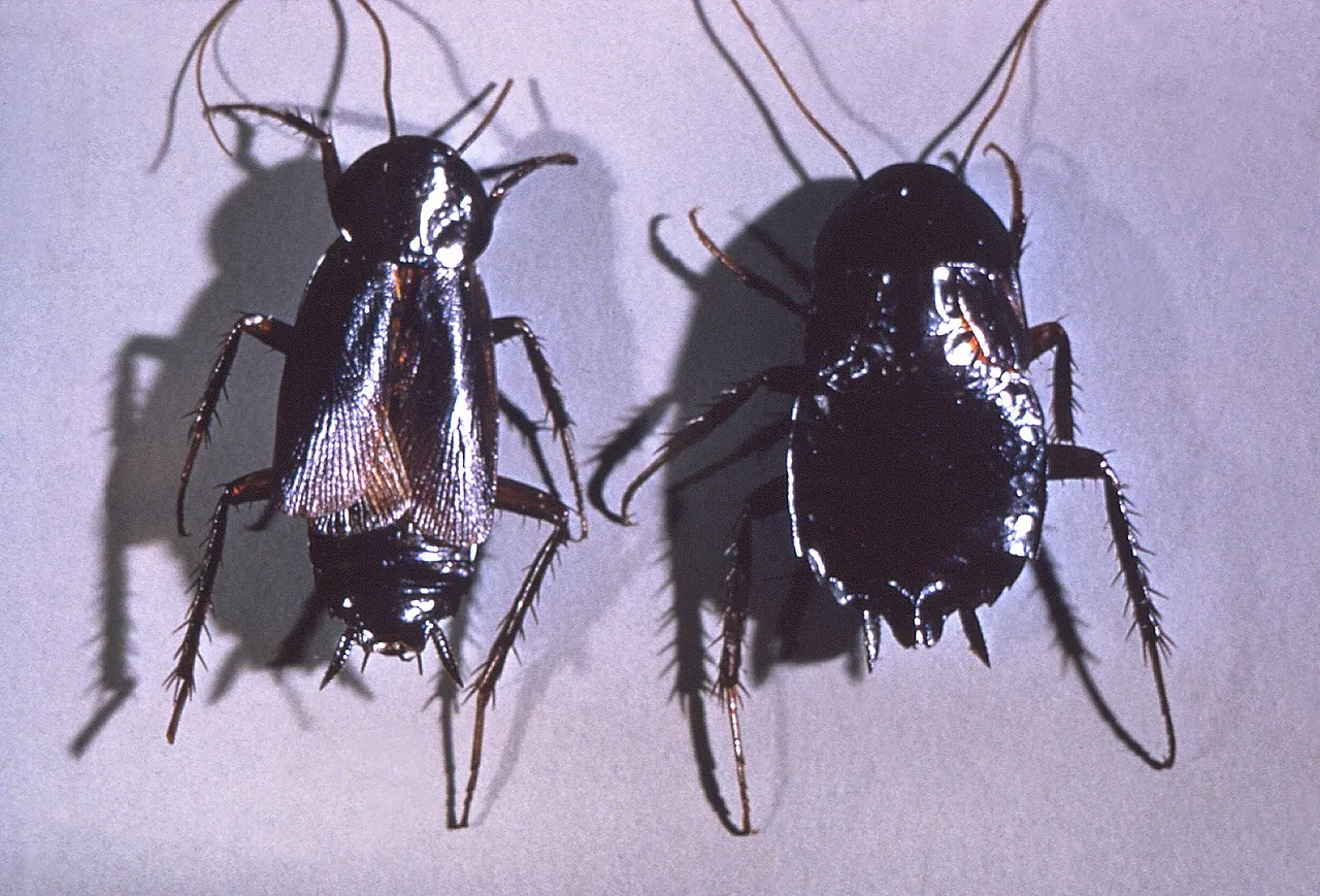 Riechen Sie diesen Geruch? Diese Insekten haben sich im Haus eingenistet
