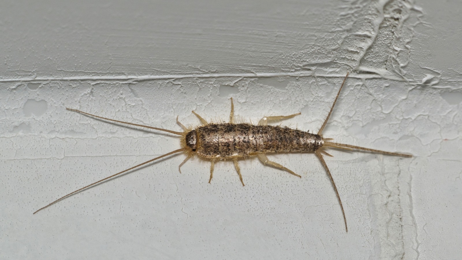 Haben Sie Löcher in Ihrer Baumwollkleidung entdeckt? Oder in Verpackungen in Ihrem Vorratsraum? Möglicherweise ist dieses kleine Tier dafür verantwortlich