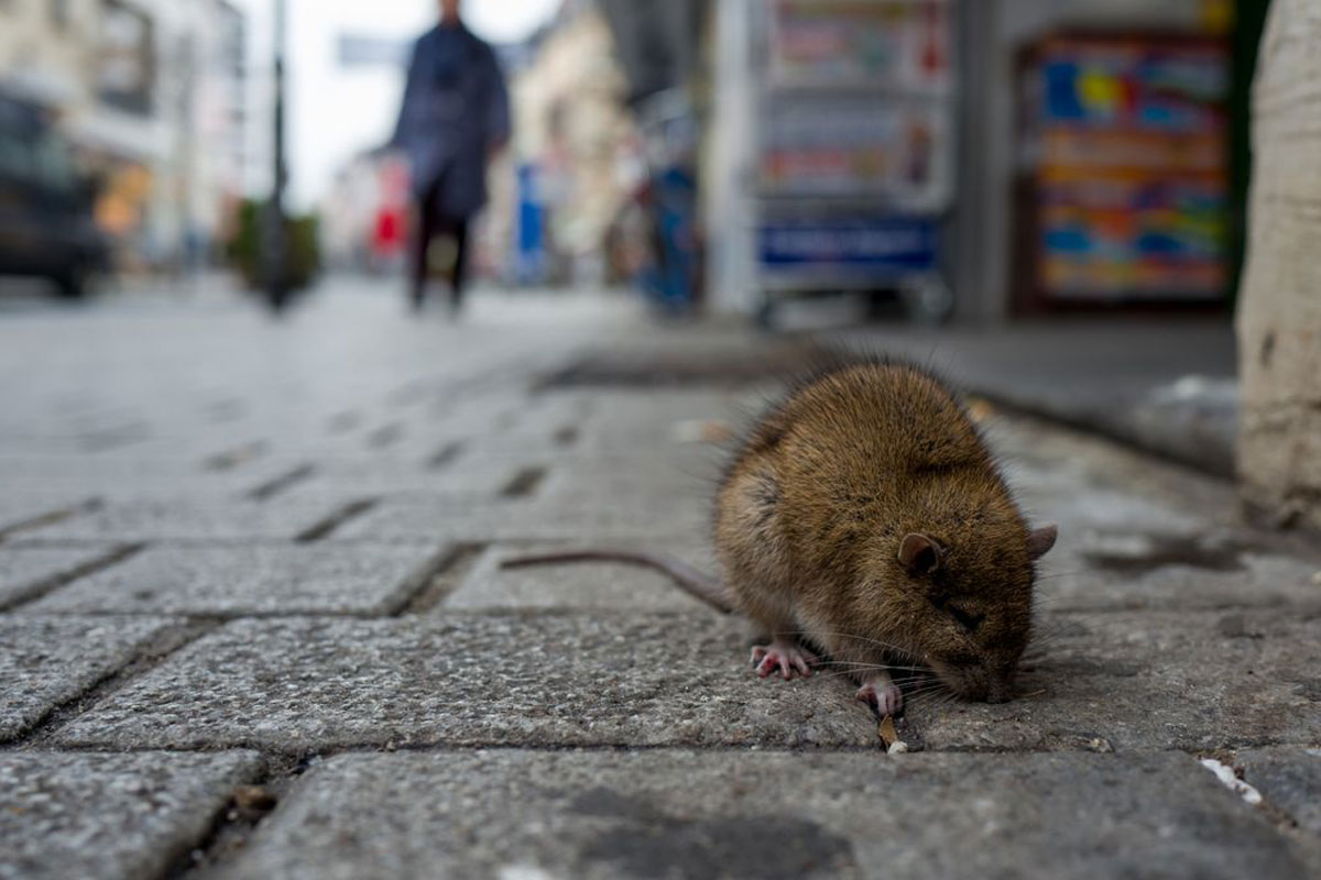 Diese Nagetiere haben ihre eigene Sprache. Wissenschaftler wollen sie verstehen