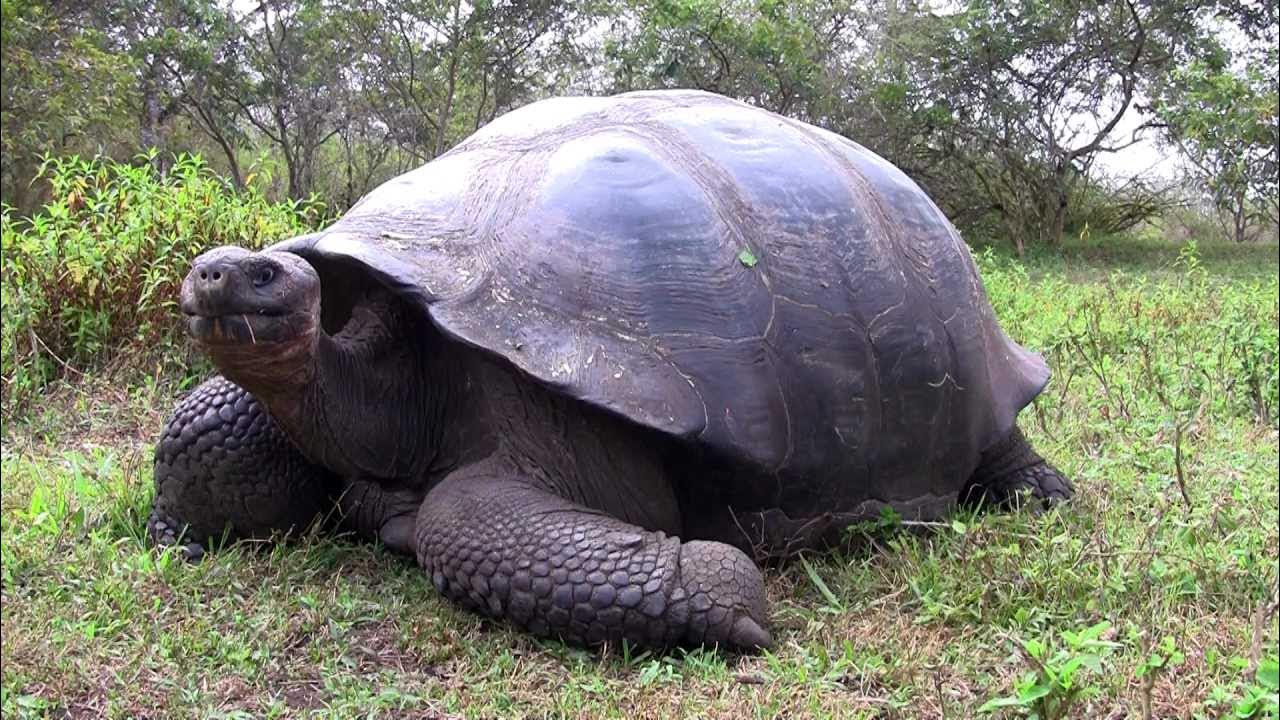 Historischer Fund in Syrien: Eine vor 50 Millionen Jahren lebende Schildkröte schreibt die Evolutionsgeschichte neu