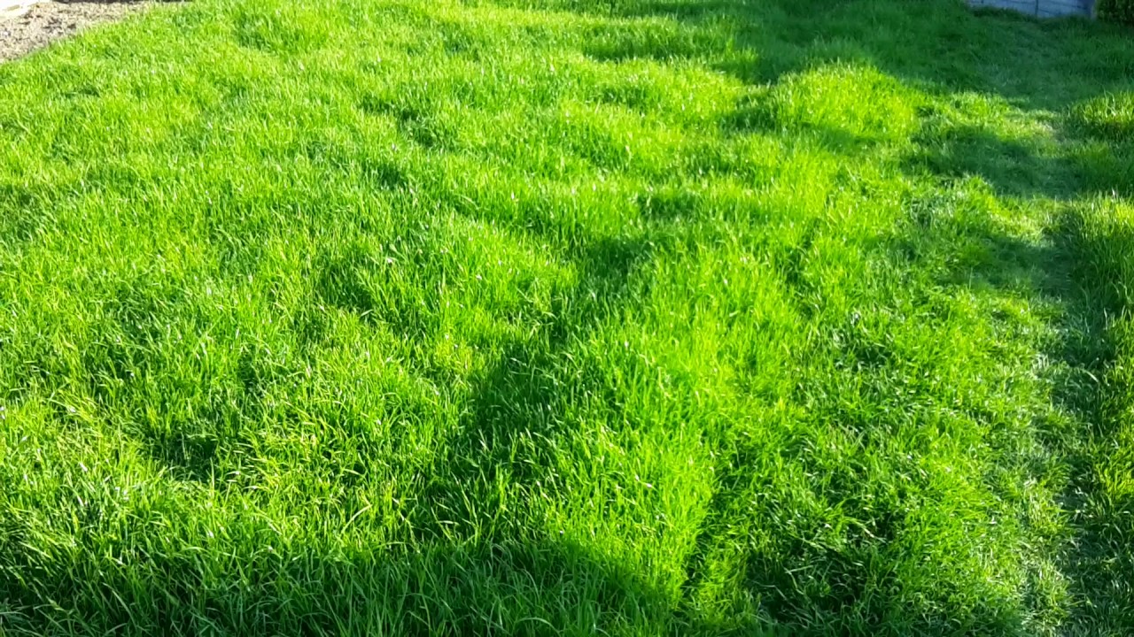 Führen Sie diesen wichtigen Vorgang im Herbst durch. Im nächsten Jahr wird Ihr Rasen dicht und üppig sein