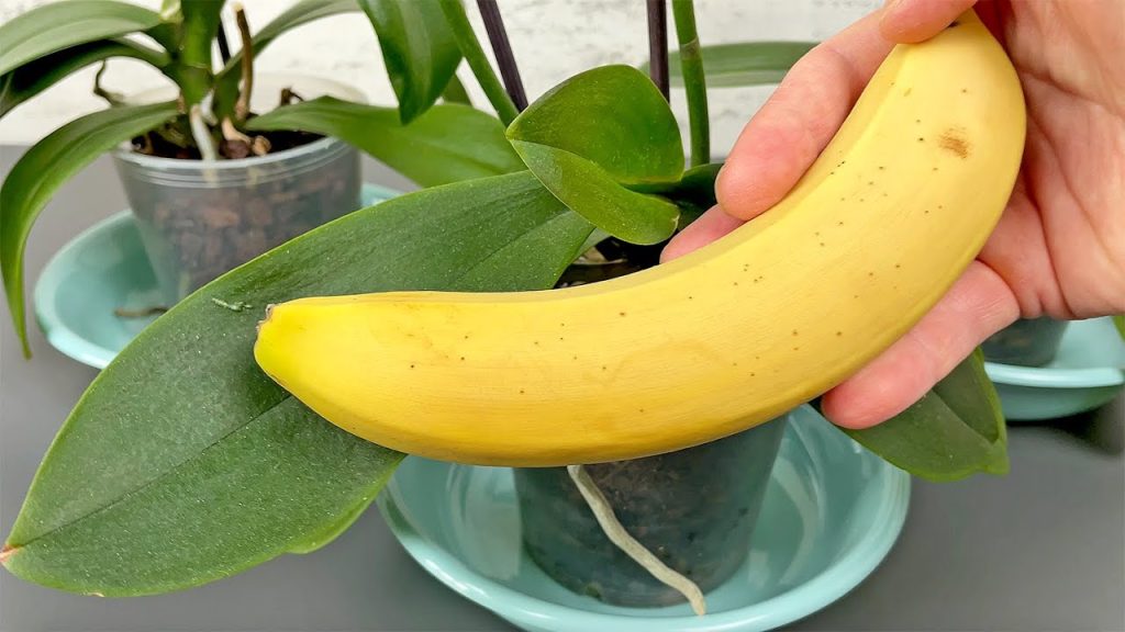 Bananenschalen reiben: Wozu sie gut sind und wie man sie verwendet
