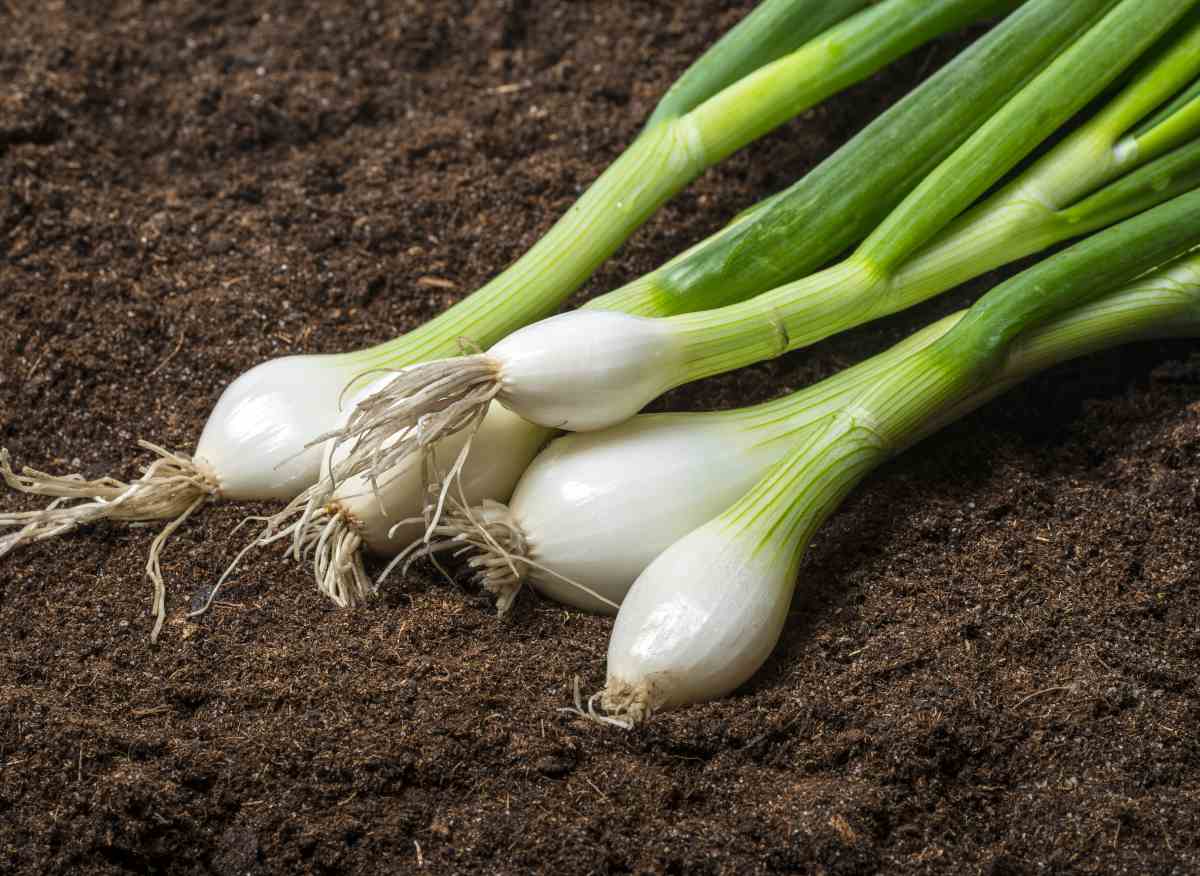 Eine wenig bekannte Methode, um hohen, zarten und perfekt weißen Herbstlauch zu erhalten