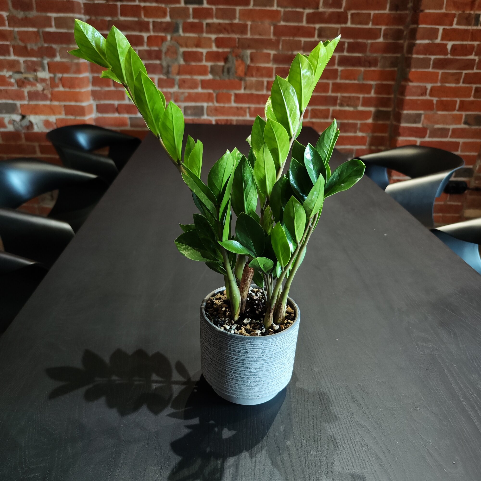 Zamioculcas – eine Pflanze, die immer zurechtkommt. Ich kenne einen einfachen Trick mit Kernen