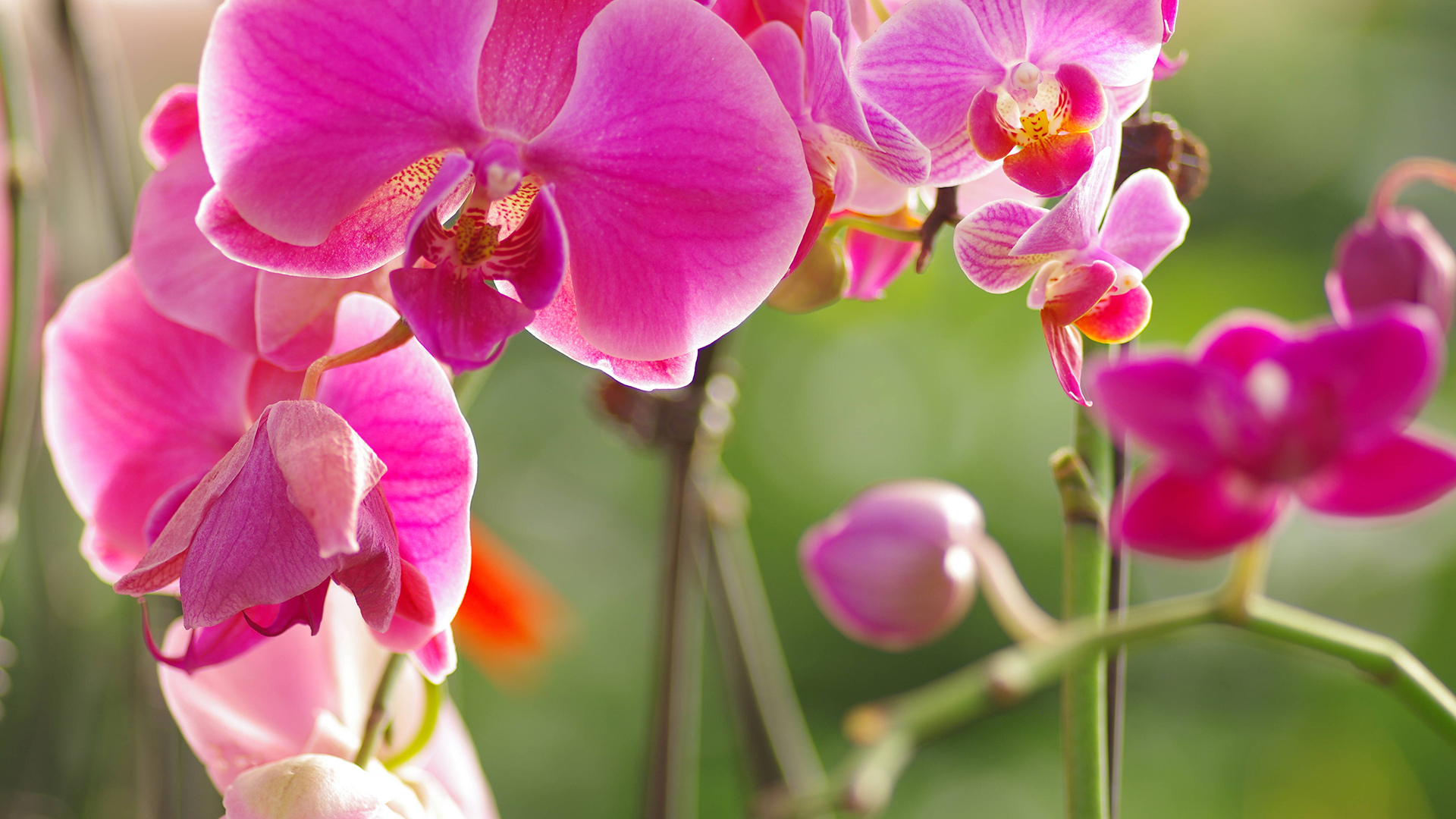 Ein Inhaltsstoff aus der Kosmetiktasche, und Orchideen blühen wie nie zuvor