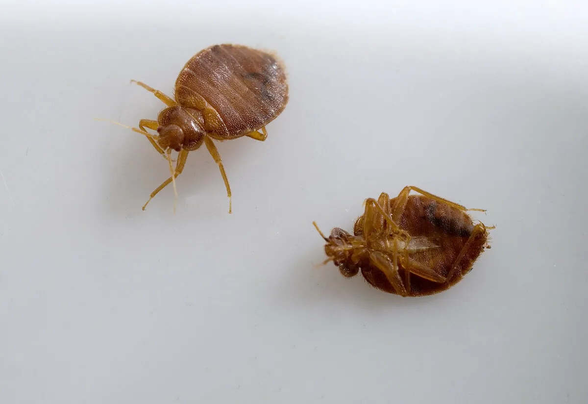Bleiben morgens solche Spuren auf der Haut zurück? Werden Sie von diesen Insekten gebissen?