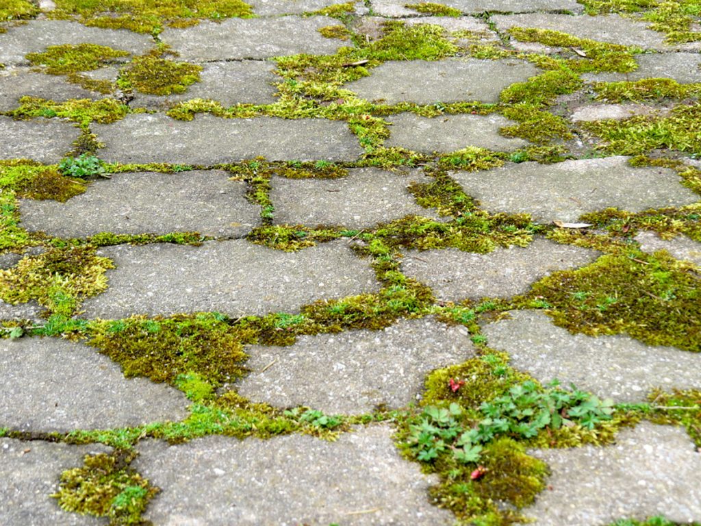 Möchten Sie Unkraut und Moos von Pflastersteinen entfernen? Dieser Haushaltrick wirkt sofort