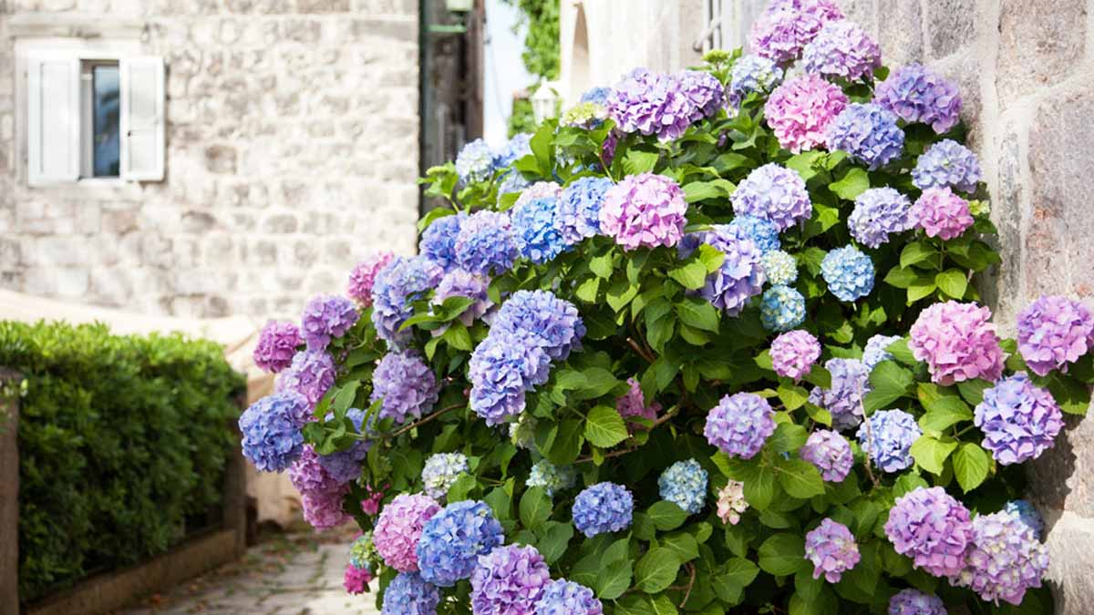 Wann und warum sollten Hortensien nach der Blüte zurückgeschnitten werden?