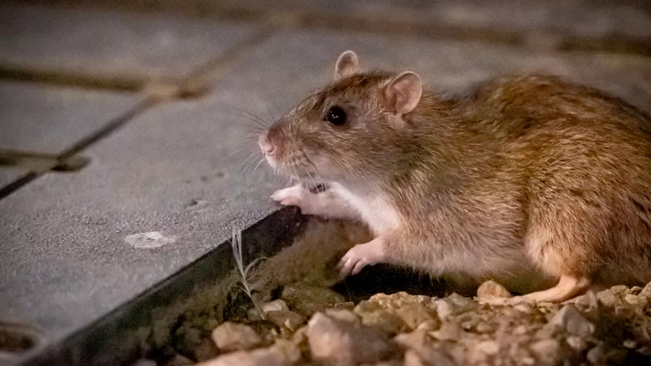 Entfernen Sie sie schnell aus Ihrem Garten. Sie ziehen Ratten wie ein Magnet an