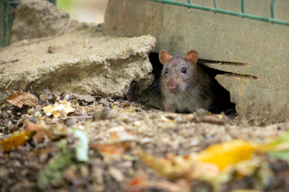 Das lockt Ratten in den Keller. Für sie ist das ein Luxus.