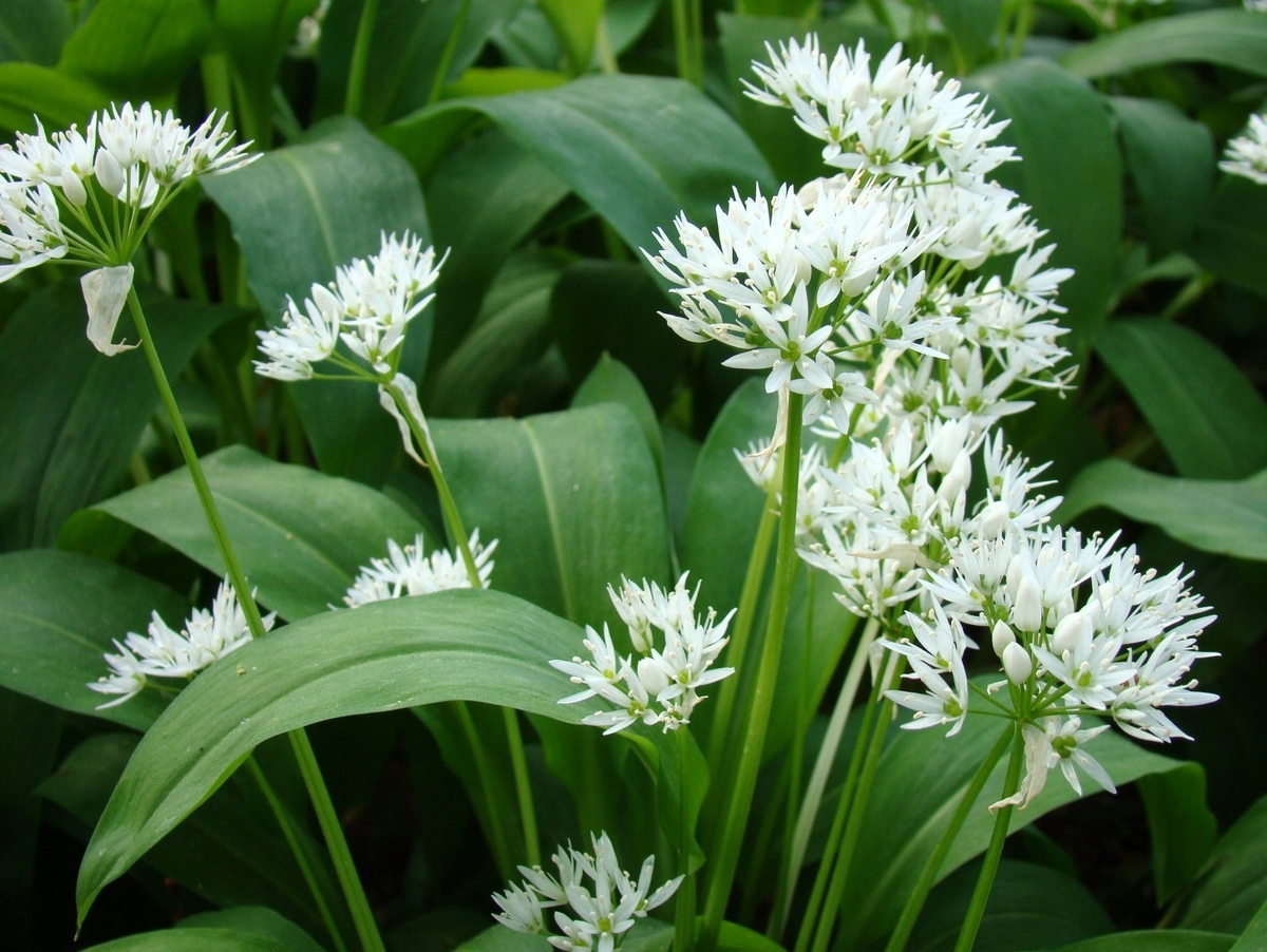 Zögern Sie nicht und pflanzen Sie es in Ihrem Garten. Im Frühjahr haben Sie dann ein aromatisches Gewürz kostenlos.
