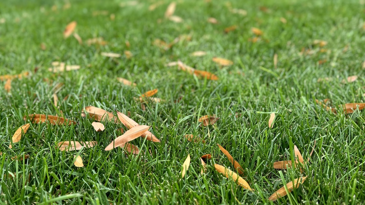 Vergessen Sie diesen Vorgang im Herbst nicht. Ein unbeschädigter Rasen übersteht auch die härtesten Bedingungen.