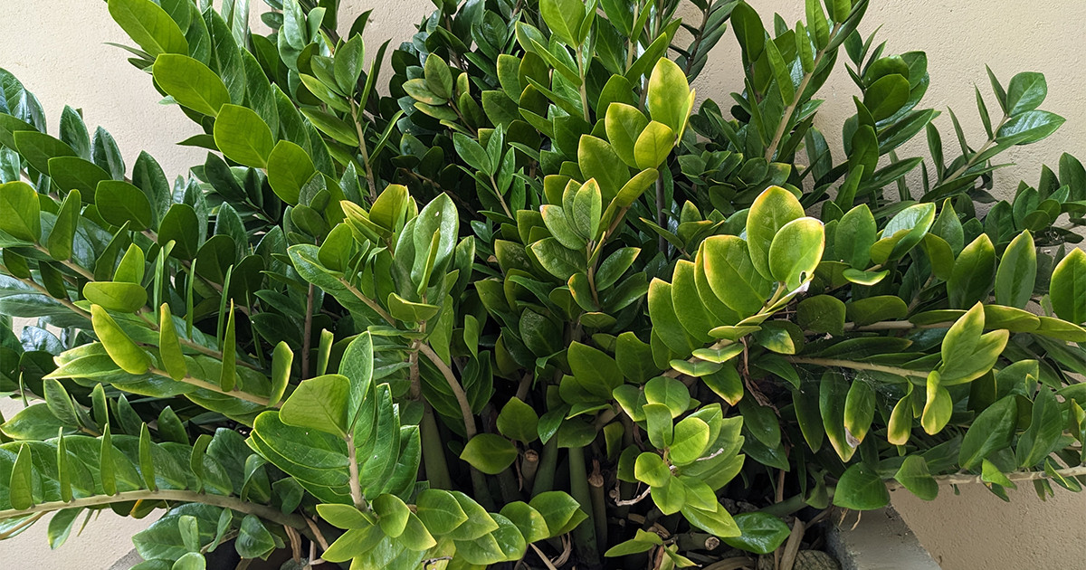 Ein cleveres Patent in Deutschland für Zamioculcas. Setzen Sie ihn in einen Topf und er wächst wie verrückt
