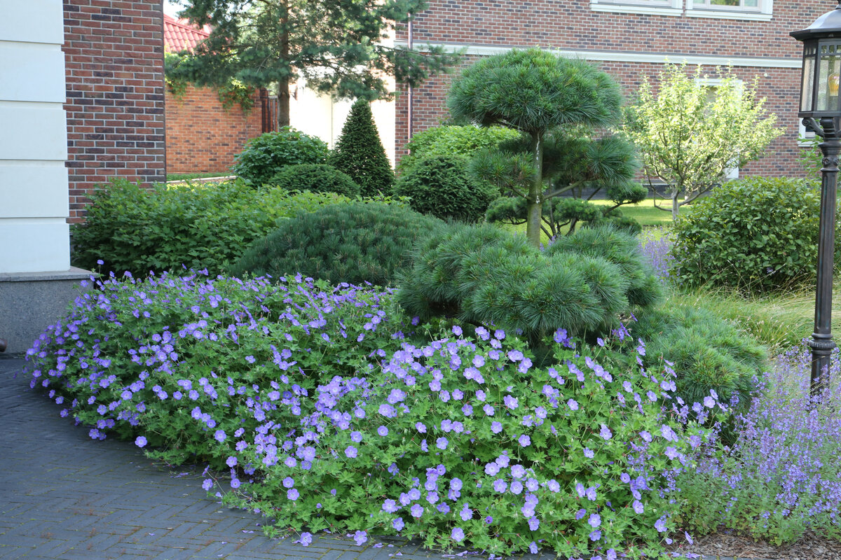 Pflanzen Sie diese Blume, die zur „Pflanze des Jahrhunderts” gekürt wurde, im September, um ohne großen Aufwand einen atemberaubenden Garten zu schaffen.