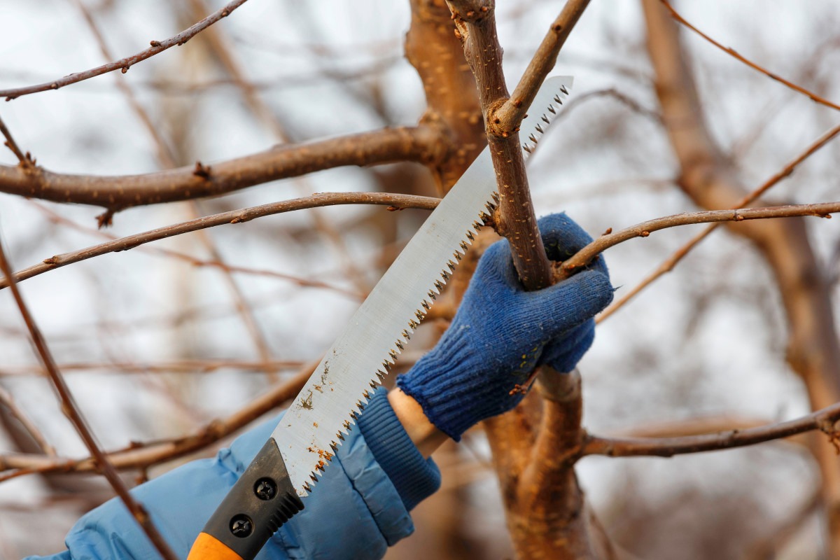 Gartenarbeit im September: Jetzt ist der richtige Zeitpunkt, um drei Obstbäume zu beschneiden