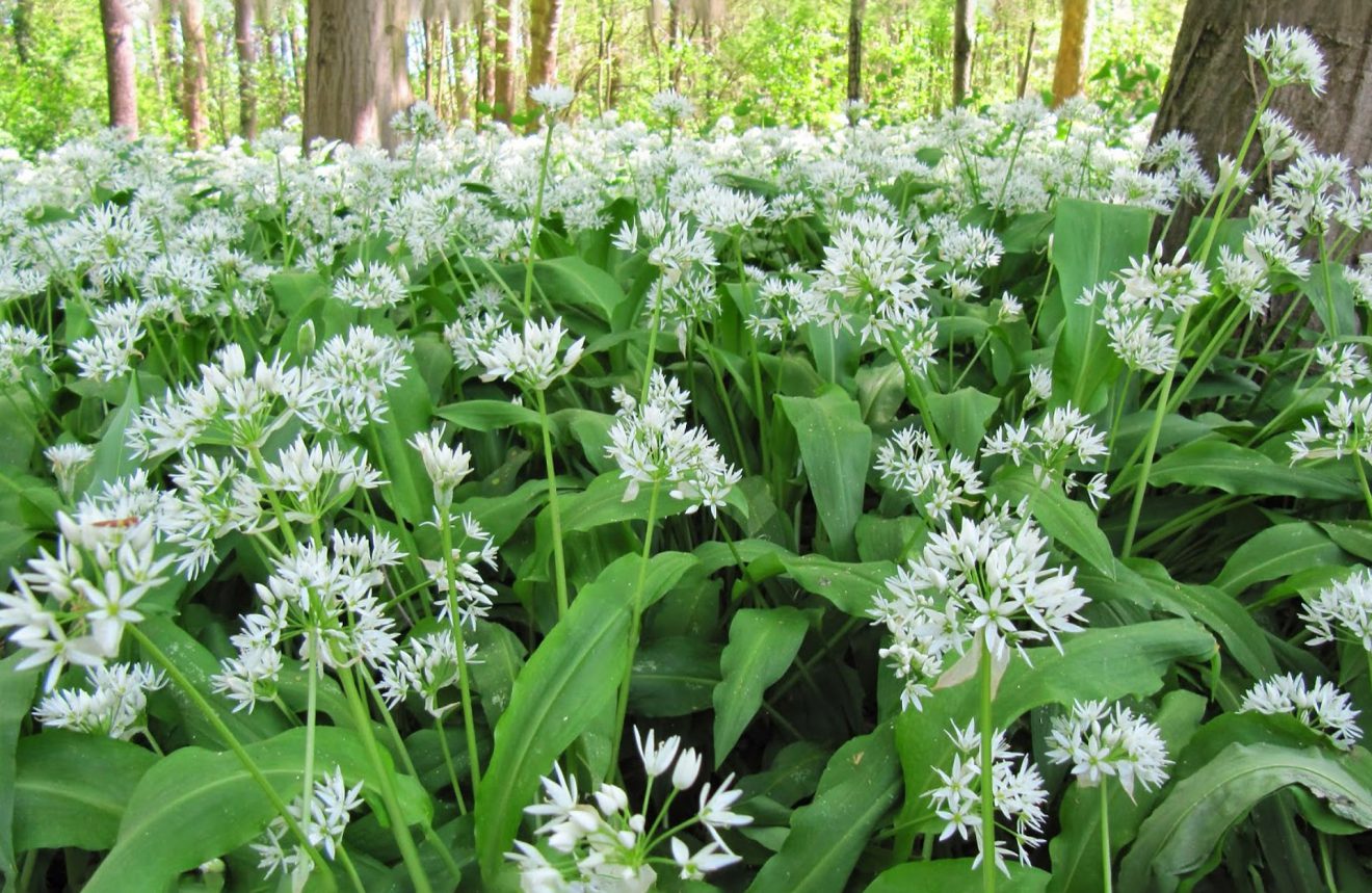 Zögern Sie nicht und pflanzen Sie es in Ihrem Garten. Im Frühjahr haben Sie dann ein aromatisches Gewürz kostenlos.