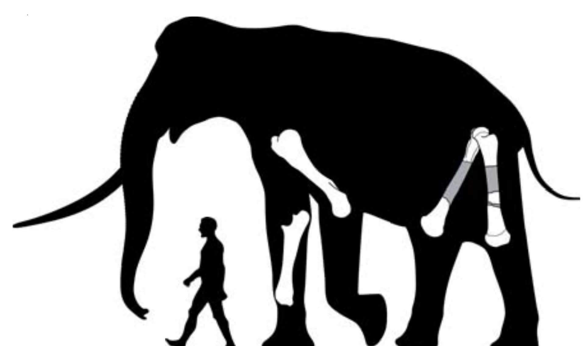 Dies ist möglicherweise der größte Elefant der Geschichte. Ein 18 Tonnen schweres Ungetüm aus Indien.