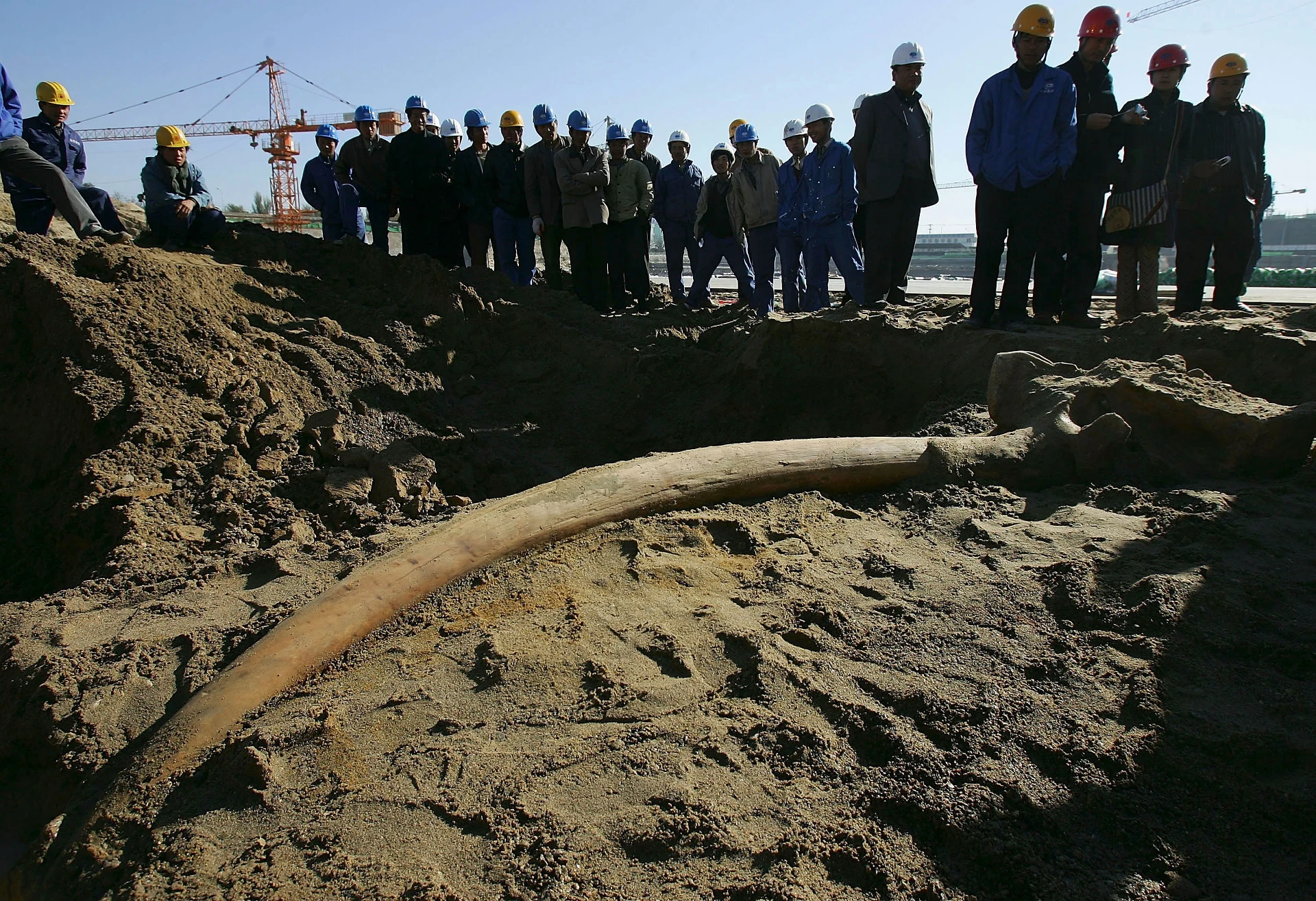 Dies ist möglicherweise der größte Elefant der Geschichte. Ein 18 Tonnen schweres Ungetüm aus Indien.