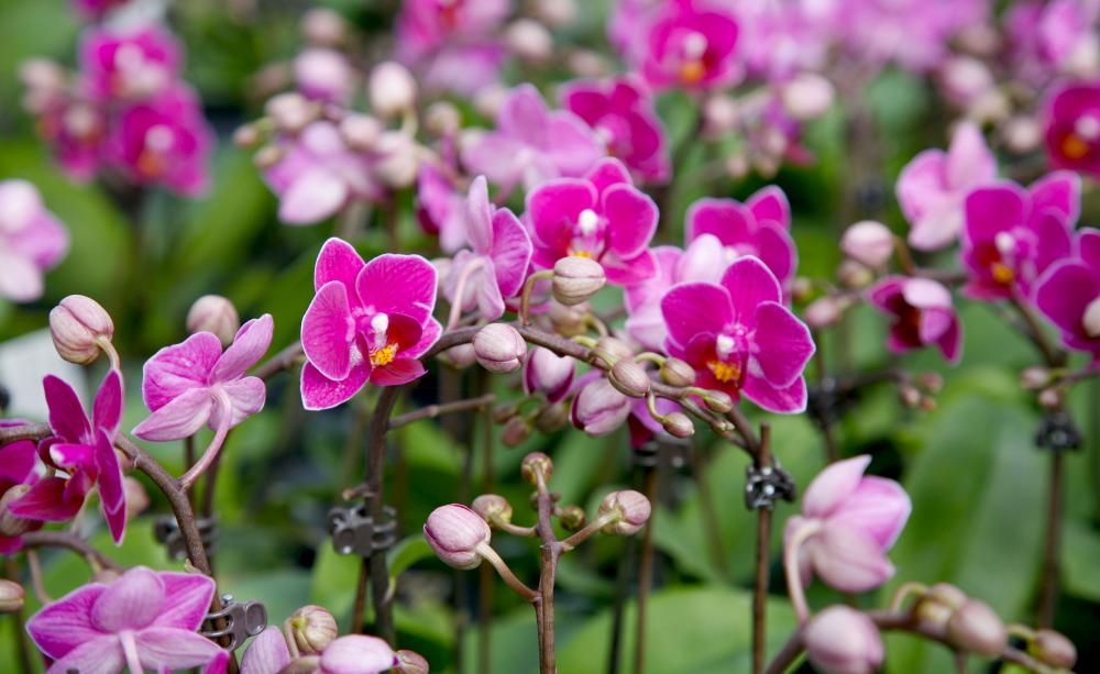 Wie schneidet man eine Orchidee nach der Blüte zurück? Nach einigen Tagen treibt sie neue Triebe aus.