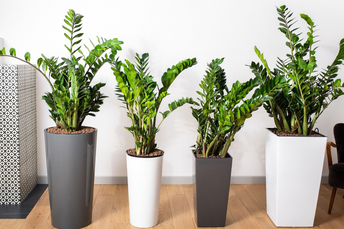Zamioculcas wird schneller wachsen als je zuvor. Eines von drei Hausdüngern reicht aus