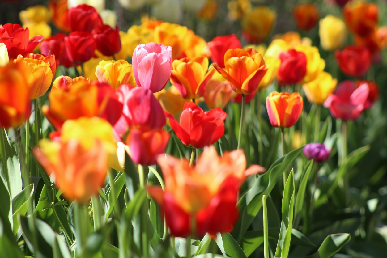 Pflanzen Sie Tulpen auf diese Weise, und im Frühling bilden sie „Blumensträuße” auf Ihrem Rasen. Eine einfache, bäuerliche Methode reicht aus.