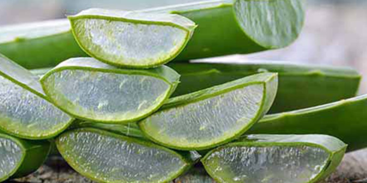 Aloe Vera für das Gesicht: Wie man das natürliche Gel zur Befeuchtung, Entzündungshemmung und Verjüngung der Haut verwendet