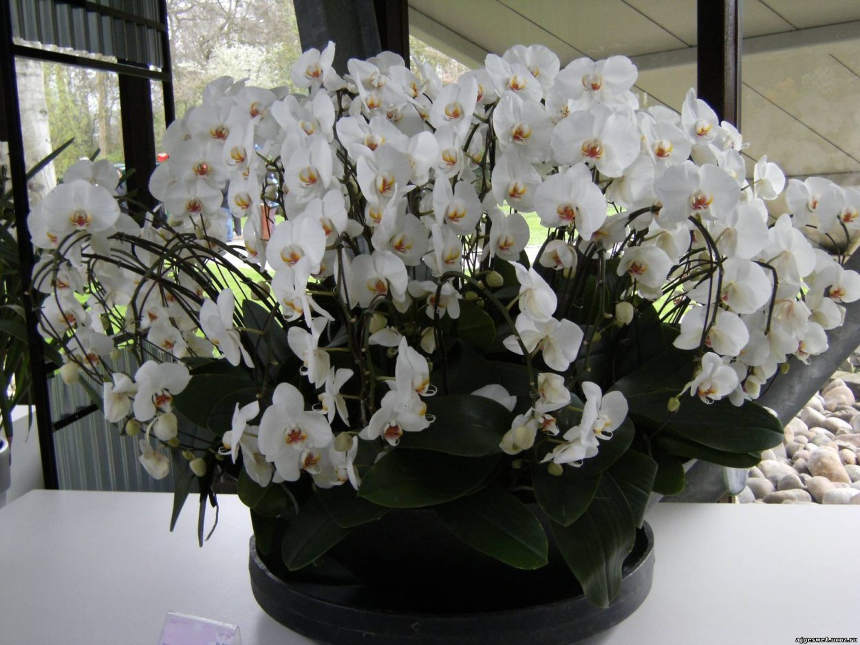 Anstatt zu trinken, gießen Sie es in den Topf. Ein cleverer Trick für Orchideenliebhaber