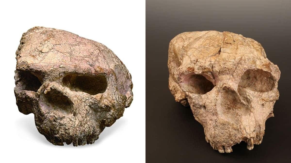 Ein in China gefundener Schädel, der eine Million Jahre alt ist, könnte die Geschichte der menschlichen Evolution neu schreiben