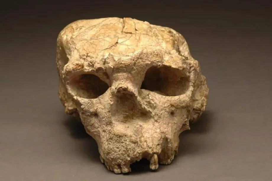 Ein in China gefundener Schädel, der eine Million Jahre alt ist, könnte die Geschichte der menschlichen Evolution neu schreiben