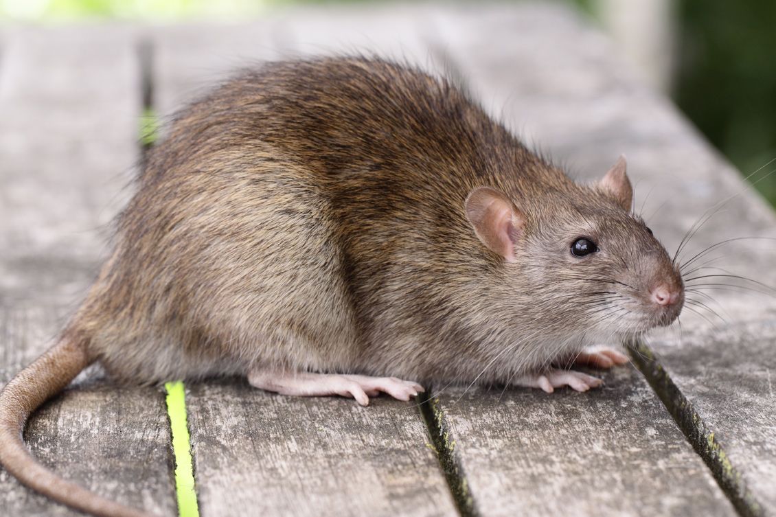 Der Garten verwandelt sich in ein Schlachtfeld: Die Ratten greifen an, und hier sind einige Tipps, wie Sie Ihren Garten retten können