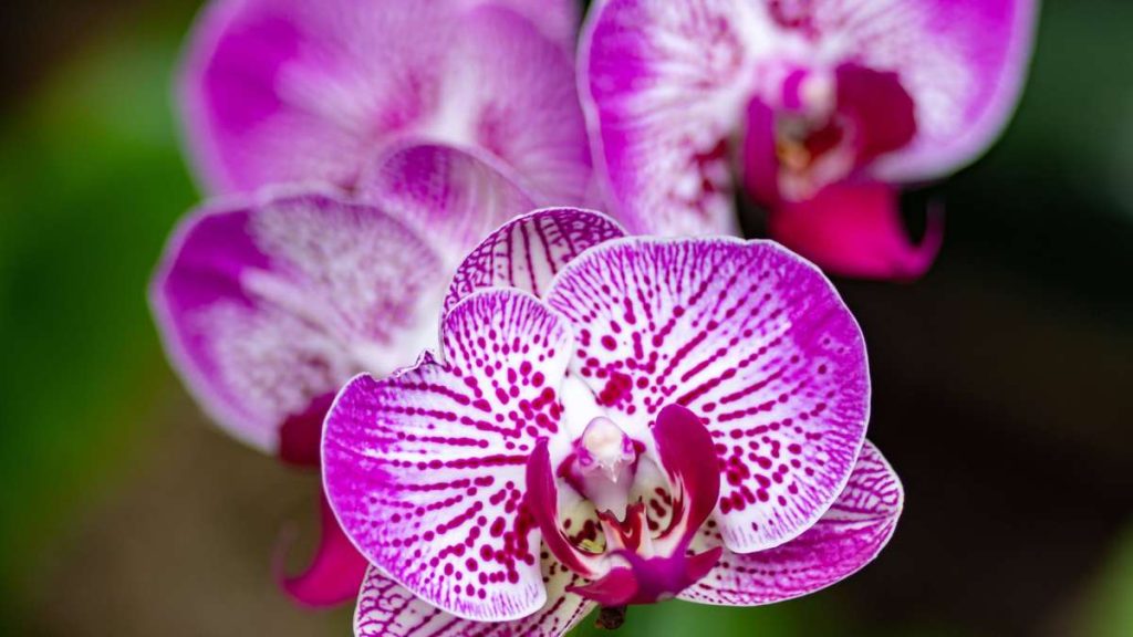 Das ist das Geheimnis schöner Orchideen! Die Knospen wachsen dank einer einzigen Zutat