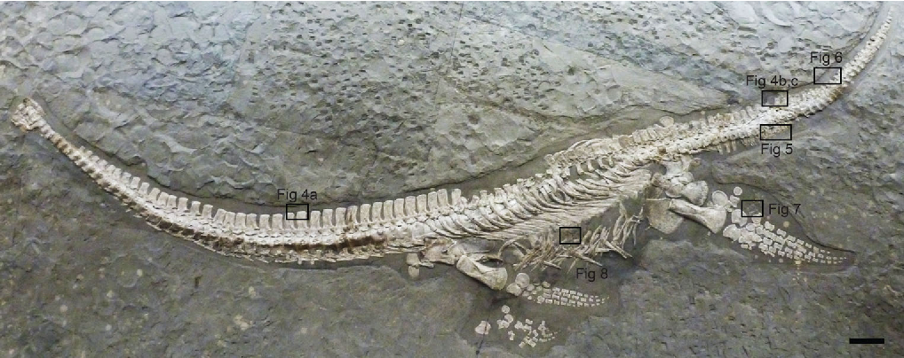 Sensation in der Paläontologie: 183 Millionen Jahre alte Fossilien gehören zu einer neuen Spezies