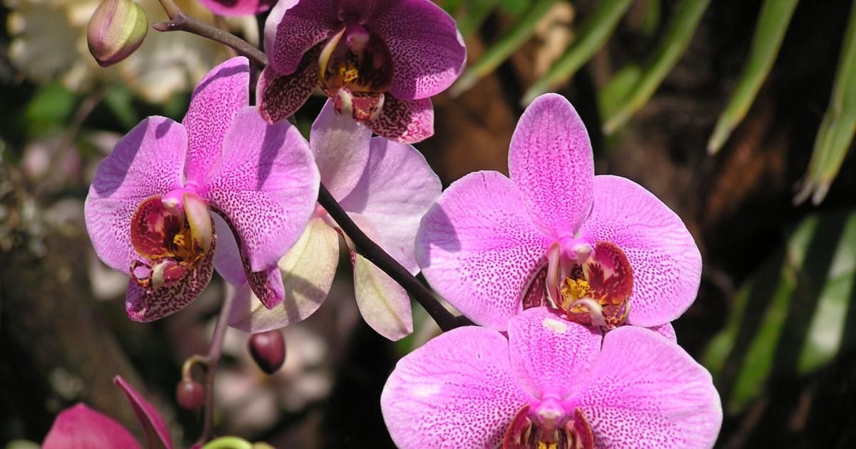 Orchideen lieben dieses Gewürz. Es bringt sie sogar nach starker Überwässerung wieder auf die Beine.