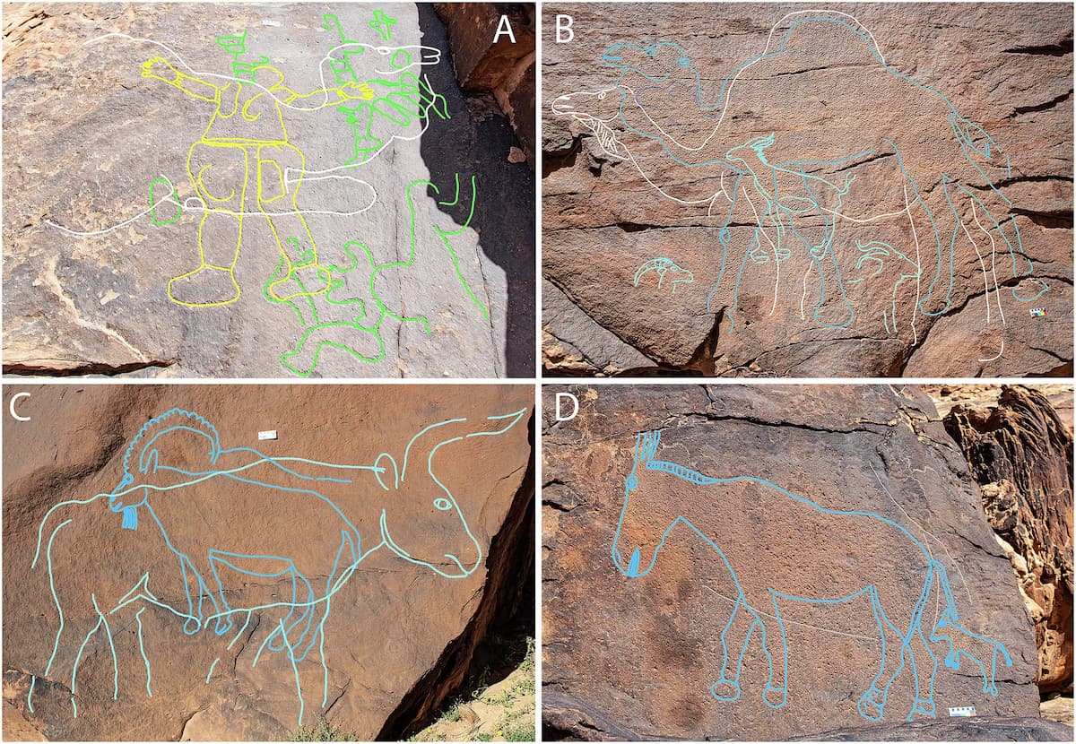 Monumentale Darstellungen von Kamelen, die vor 12.000 Jahren entstanden sind und in Arabien entdeckt wurden, waren „Wegweiser” zum Wasser