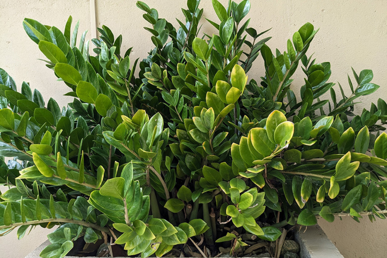 Werfen Sie einen Teil davon in Zimt und den Rest in den Topf. Die Zamioculcas wird es Ihnen mit neuen Blättern danken.
