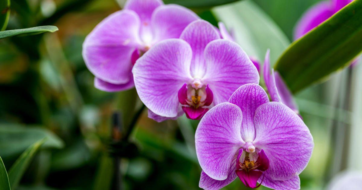 Orchideen lieben dieses Gewürz. Es bringt sie sogar nach starker Überwässerung wieder auf die Beine.