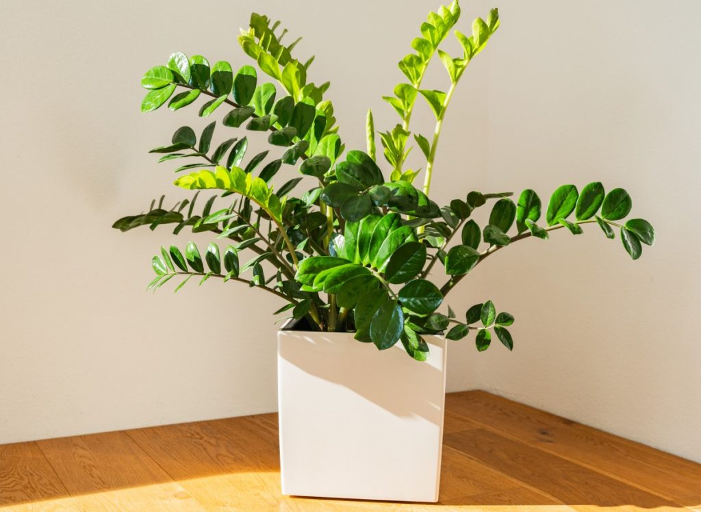 Zamioculcas wird schneller wachsen als je zuvor. Eines von drei Hausdüngern reicht aus
