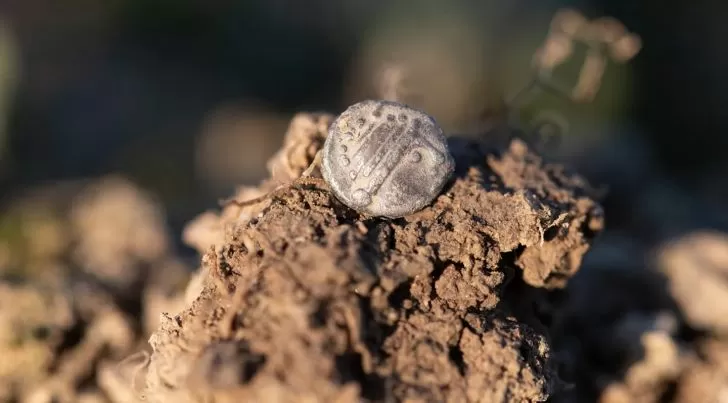 Fund des Jahrhunderts | In einem bepflanzten Feld wurden Münzen und Goldbarren gefunden, die einem Land gehören
