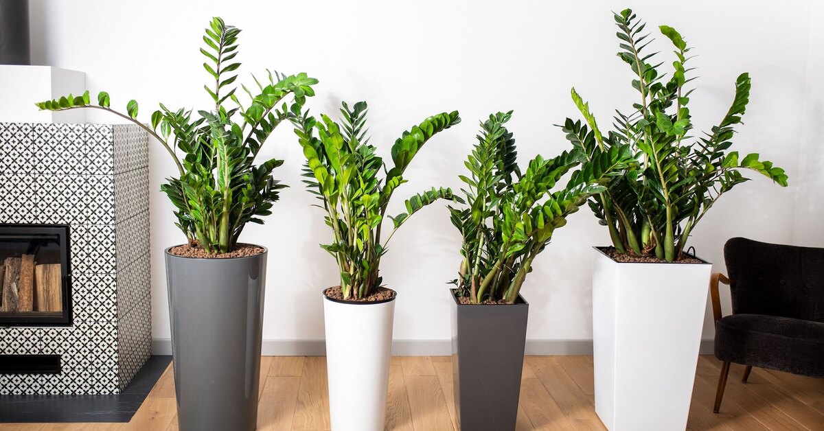 Werfen Sie einen Teil davon in Zimt und den Rest in den Topf. Die Zamioculcas wird es Ihnen mit neuen Blättern danken.