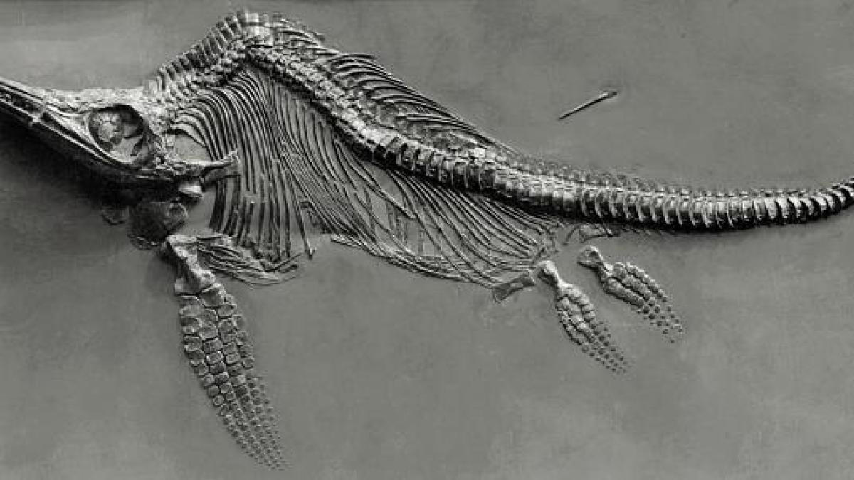 Sensation in der Paläontologie: 183 Millionen Jahre alte Fossilien gehören zu einer neuen Spezies