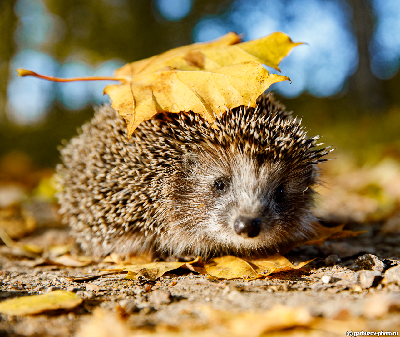 Laden Sie einen Igel in Ihren Garten ein! Erfahren Sie, wie Sie ihm ein Häuschen bauen können