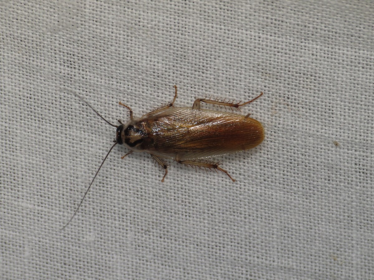 Es befindet sich in Ihrer Küche und ist eine Brutstätte für Kakerlaken: Sie lieben dieses Gerät, das Sie täglich benutzen