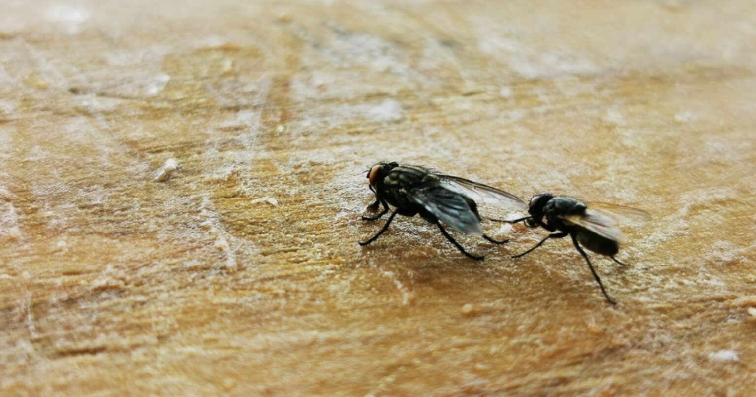 Wie man Fliegen in der Küche mit einem natürlichen und wirksamen Mittel loswird