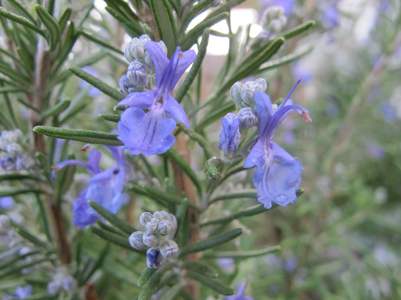 Ist es gut, dass an Rosmarinpflanzen Blüten wachsen?