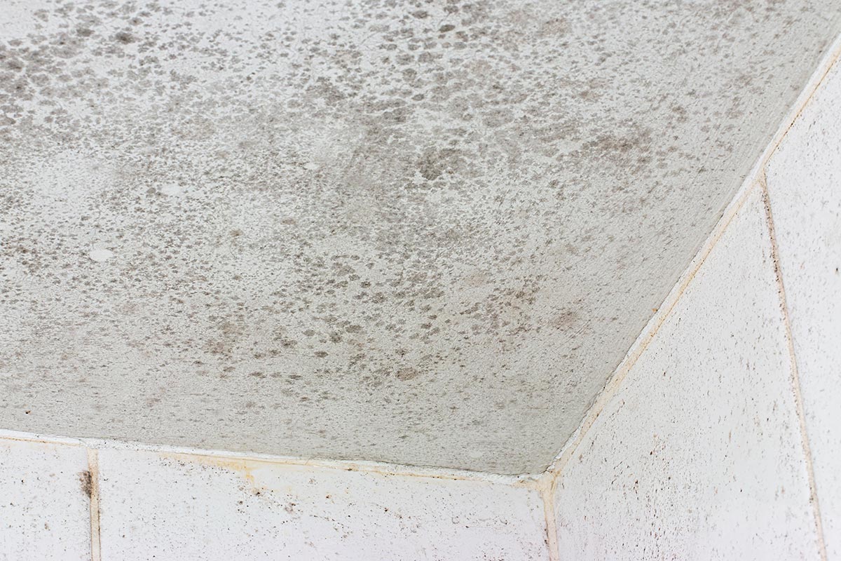 Wie man Schimmel von der Badezimmerdecke entfernt: Das Geheimnis, wie man dies ohne Spritzer und Flecken von Bleichmittel macht