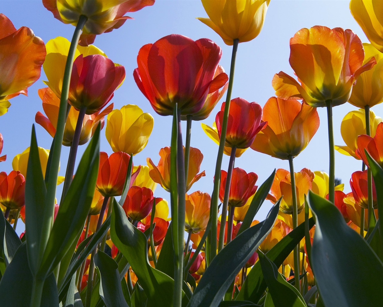 Pflanzen Sie Tulpen auf diese Weise, und im Frühling bilden sie „Blumensträuße” auf Ihrem Rasen. Eine einfache, bäuerliche Methode reicht aus.