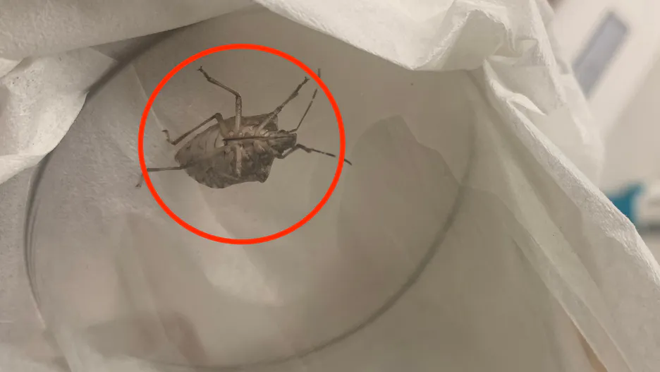 Er kann bereits in Häuser eindringen. Bitte berühren Sie ihn auf keinen Fall.