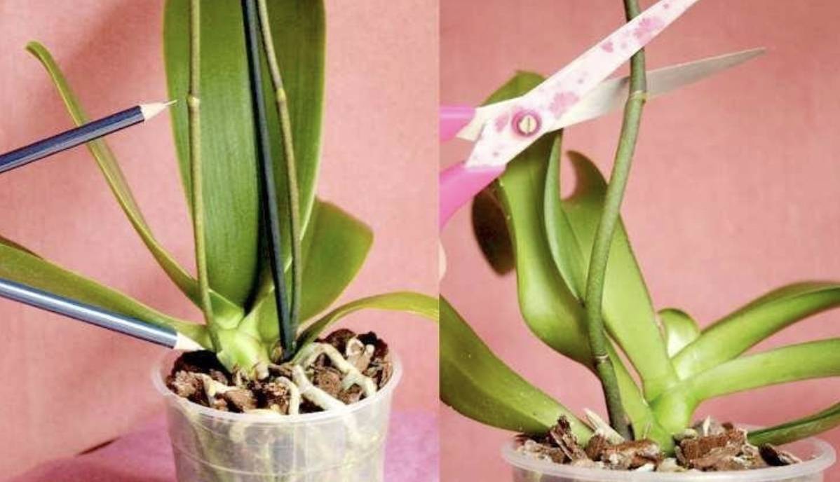 Wie schneidet man eine Orchidee nach der Blüte zurück? Nach einigen Tagen treibt sie neue Triebe aus.