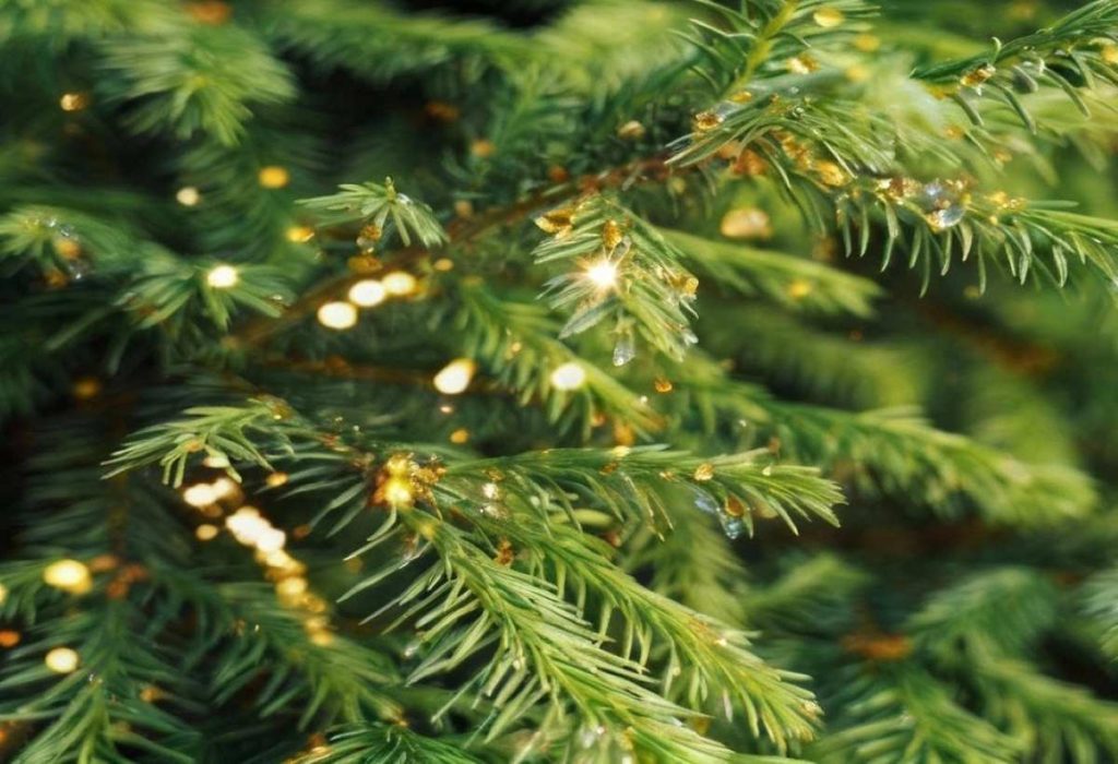 Finnische Forscher haben herausgefunden, dass Bakterien in Fichtennadeln Gold-Nanopartikel bilden können